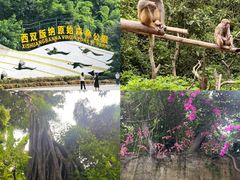 -西双版纳原始森林公园