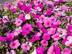 -大连人民广场