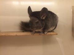 -龙猫仔乐园(惠福东路店)