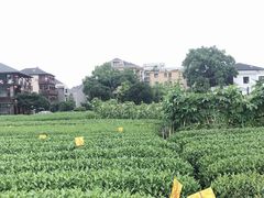 -听风阁农家私房菜茶楼(龙坞店)