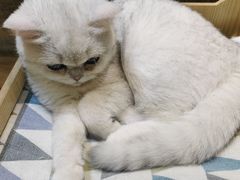 -藏猫猫咖啡主题馆(中央大道店)