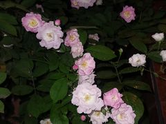 -西安市第七十中学