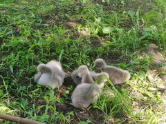 -哈尔滨北方森林动物园