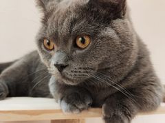 -逗柴咖啡屋·狗咖猫咖宠物桌游