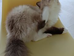 -怪兽屋·羊驼·猫咖·狗咖(俊华广场店)