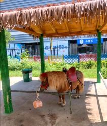 -萌宠亲子动物乐园(槐房万达店)