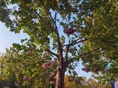 -郑州方特梦幻王国