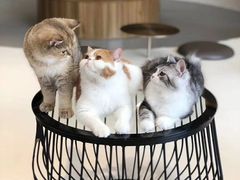 -飞行喵MR PILOT|猫舍·猫咖(静安大融城店)