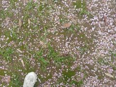 -堤角公园
