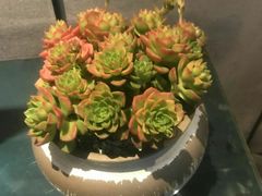 -王家渡火锅(三苏祠店)