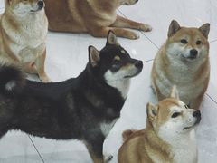 -柴源莊·柴小宠柴犬咖啡