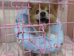 -小伙伴宠物医院•急重症转诊中心·老年专科·犬猫全科(北大街总院)