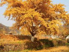 -千年银杏谷文化旅游区
