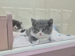 -哈尔滨道外花鸟鱼市场