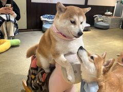 -逗柴咖啡屋·狗咖猫咖宠物桌游