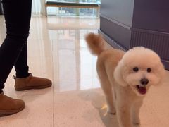 -帕帕拉兹宠物(亚洲旗舰店)