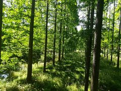 -黄海国家森林公园