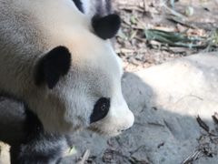 -广州长隆野生动物世界