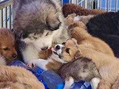 -哈尔滨道外花鸟鱼市场