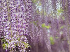 -嘉定紫藤园