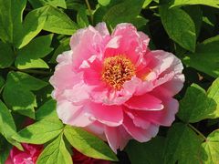 -莲花池公园