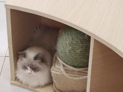 -鼓捣猫呢主题猫咖店