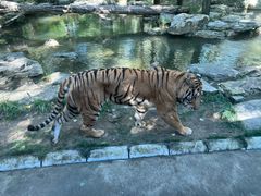 -北京野生动物园