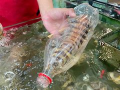 -大茄来海鲜餐厅(亚洲城分行)