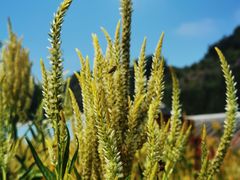 -紫海香堤香草艺术庄园