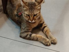 -Again Coffee Roaster(香蜜湖店)