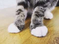 -平行世界·猫咖(首经贸店)
