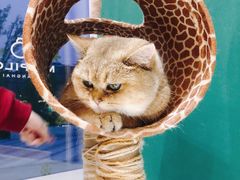 -飞行喵MR PILOT|猫舍·猫咖(静安大融城店)