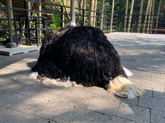 -亚龙湾热带天堂森林公园