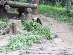 -都江堰中华大熊猫苑