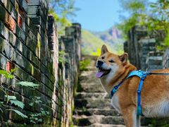 -云岫谷游猎自然风景区