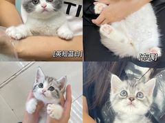 -lincat·猫舍(广州店)