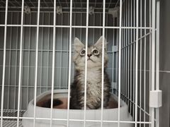 -翊宠yipet猫狗购宠庄园