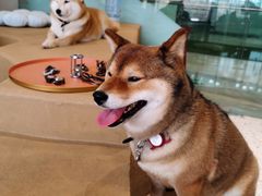 伙计-柴务处·柴犬主题狗咖