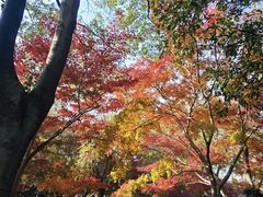-秋霞圃