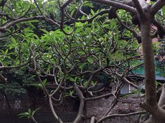 -小洲村