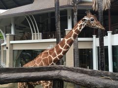 -清迈夜间动物园