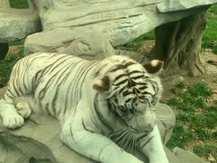 -北京野生动物园