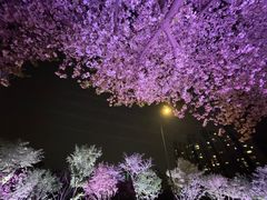 -西北湖绿化广场