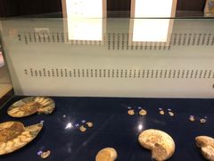 -青岛贝壳博物馆