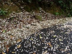 -火炉山森林公园