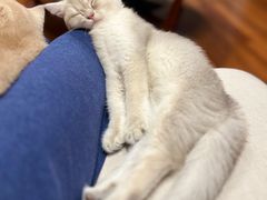 -东方名猫馆·英短金渐层布偶猫舍(环线广场1号楼店)