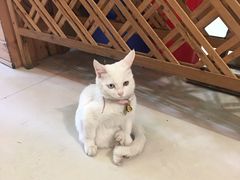 -萌萌牛紫米露(烟台大学店)
