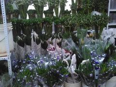 -秦美花卉(天朗·莱茵小城2期店)
