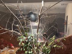 -黄山老妈·土菜(碧桂园店)