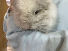 -藦茜花园宠物主题亲子互动体验馆(国顺东路店)